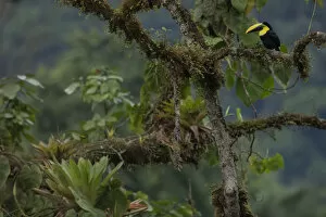 Choco Toucan (Ramphastos brevis) on a tree with epiphytes, Mashpi, Pichincha, Ecuador
