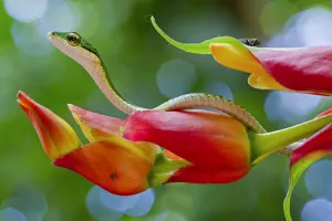 Chocoan parrot snake (Leptophis bocourti) on heliconia flower with fly in background Chocoan parrot snake (Leptophis bocourti) on heliconia flower with fly in background
