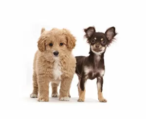 Friendship Collection: Chocolate-and-tan Chihuahua with Cavapoo puppy