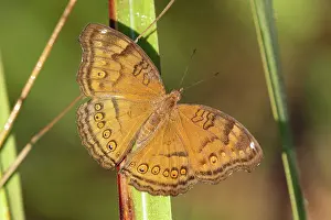 Papilionoidea Prints: Chocolate argus butterfly (Junonia hedonia) basking in morning sun