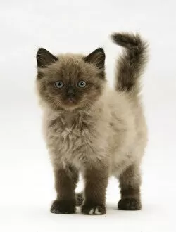 Images Dated 3rd March 2014: Chocolate Birman-cross kitten, against white background