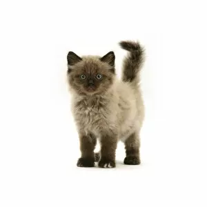 Chocolate Birman-cross kitten, against white background