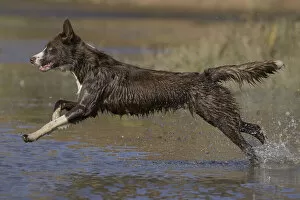 Chocolate border collie (Canis familiaris) playing in water, Maryland, USA. October