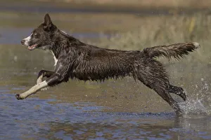 Energetic Prints: Chocolate border collie (Canis familiaris) playing in water, Maryland, USA. October