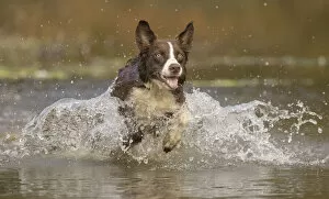 Chocolate border collie dog playing in water, Maryland, USA