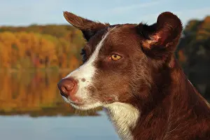 Medium Dog Prints: Chocolate border collie, head portrait, Maryland, USA. October