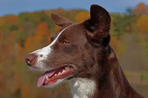Medium Dog Prints: Chocolate border collie, head portrait, Maryland, USA. October