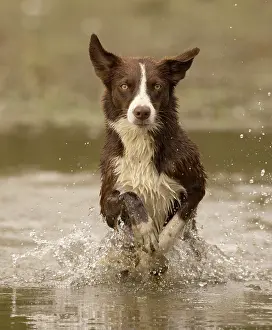Maryland Prints: Chocolate border collie playing in water, Maryland, USA. October