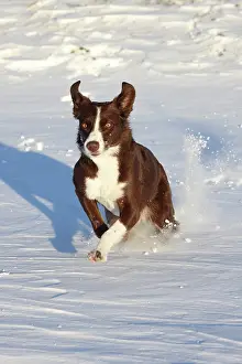 Enjoyment Prints: Chocolate border collie running in snow, Maryland, USA. January