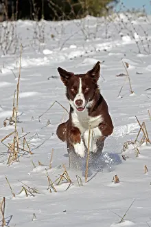 Enjoyment Prints: Chocolate border collie running in snow, Maryland, USA. January