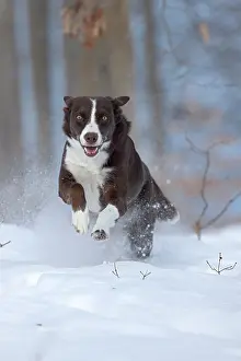 Maryland Prints: Chocolate border collie running through snow, Maryland, USA. January