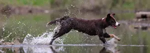 Enjoyment Prints: Chocolate border collie running through water, Maryland, USA. March
