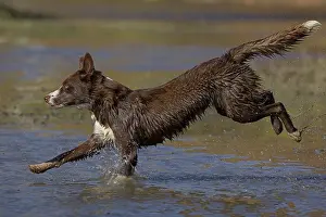 Maryland Prints: Chocolate border collie running through water, Maryland, USA. October