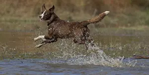 Maryland Prints: Chocolate border collie running through water, Maryland, USA. October