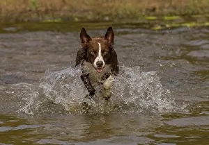 Maryland Prints: Chocolate border collie running through water, Maryland, USA. October