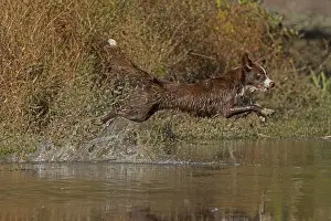 Maryland Prints: Chocolate border collie running through water, Maryland, USA. October