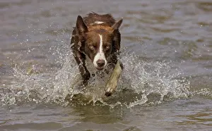 Maryland Prints: Chocolate border collie running through water, Maryland, USA. October