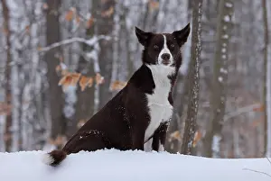 Medium Dog Prints: Chocolate border collie sitting in snow, Maryland, USA. January