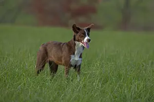 Maryland Prints: Chocolate border collie standing in a field, Maryland, USA. November