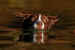 Maryland Prints: Chocolate border collie swimming, Maryland, USA. October