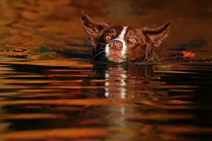 Maryland Prints: Chocolate border collie swimming, Maryland, USA. October