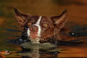 Maryland Prints: Chocolate border collie swimming, Maryland, USA. October