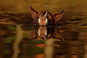 Medium Dog Prints: Chocolate border collie swimming in evening light, Maryland, USA. October