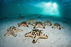 Georgette Douwma Gallery: Chocolate chip sea star o (Protoreaster nodosus) on sandy bottom. Mabul, Malaysia