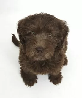 Images Dated 2nd January 2014: Chocolate Labradoodle puppy, 9 weeks, sitting and looking up, against white background