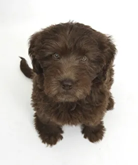Chocolate Labradoodle puppy, 9 weeks, sitting and looking up, against white background Chocolate Labradoodle puppy, 9 weeks, sitting and looking up, against white background