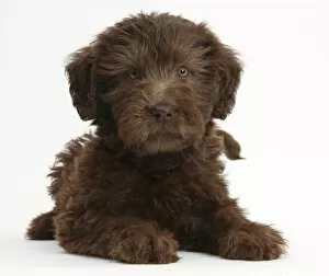 Images Dated 2nd January 2014: Chocolate Labradoodle puppy, 9 weeks, lying with head up, against white background