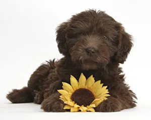 Poodle Cross Prints: Chocolate Labradoodle puppy, 9 weeks, with sunflower, against white background