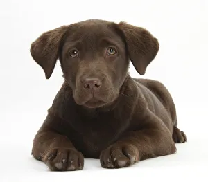 Chocolate Labrador puppy, 3 months, lying
