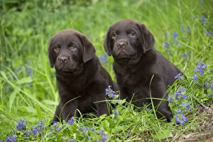 2019 February Highlights Gallery: Chocolate labrador retriever, two puppiessitting in spring flowers. Haddam, Connecticut, USA