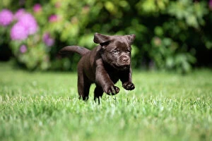 April 2023 Highlights Collection: Chocolate Labrador retriever puppy running on garden lawn, Rhode Island, USA. May
