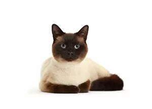 Chocolate point cat