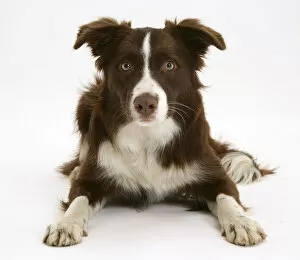 Animal Portrait Gallery: Chocolate registered Border Collie dog, 9 months