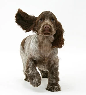 Animal Ear Gallery: Chocolate roan Cocker Spaniel puppy, Topaz, 12 weeks, running with ears flapping