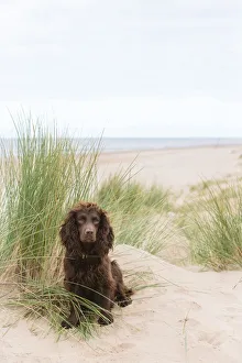 Chocolate working cocker spaniel amongst sand dunes. Formby, Merseyside, UK