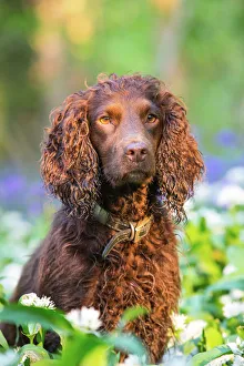 Spring Prints: Chocolate Working Cocker Spaniel sitting among Wild Garlic (Ramsons) and Bluebells