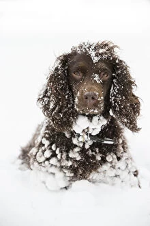 Snow Collection: Chocolate working cocker spaniel in snow, Wiltshire, UK