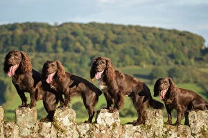 2019 July Highlights Gallery: Four chocolate working cocker spaniels on wall. Mother and offspring. Monmouth, Monmouthshire