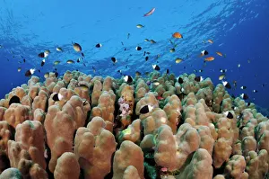 Scleractinia Prints: Chocolatedip chromis (Pycnochromis dimidiatus) swimming over Stony coral (Porites sp)