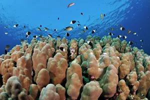 School Prints: Chocolatedip chromis (Pycnochromis dimidiatus) swimming over Stony coral (Porites sp)