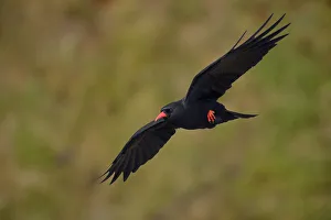 Images Dated 21st September 2008: Chough (Pyrrhocorax pyrrhocorax) in flight along cliffs, digital composite, South Stack
