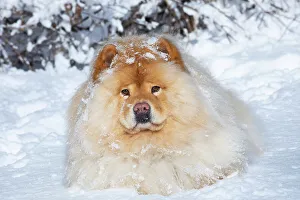 Christmas Prints: Chow chow lying down in winter snow, portrait, Waterford, Connecticut, USA. February
