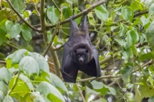 Upside Down Prints: Christmas Island flying fox (Pteropus natalis) roosting in coastal tree