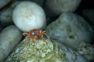 Crustracea Prints: Christmas Island red crab (Gecarcoidea natalis) hatchling - stage 1 have blue eyes - hiding under rocks until it moults