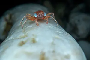Crustracea Prints: Christmas Island red crab (Gecarcoidea natalis) hatchling - stage 1 have blue eyes - hiding under rocks until it moults