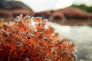 Crustracea Prints: Christmas Island red crab (Gecarcoidea natalis) hatchlings piling up on the shores of Christmas Island